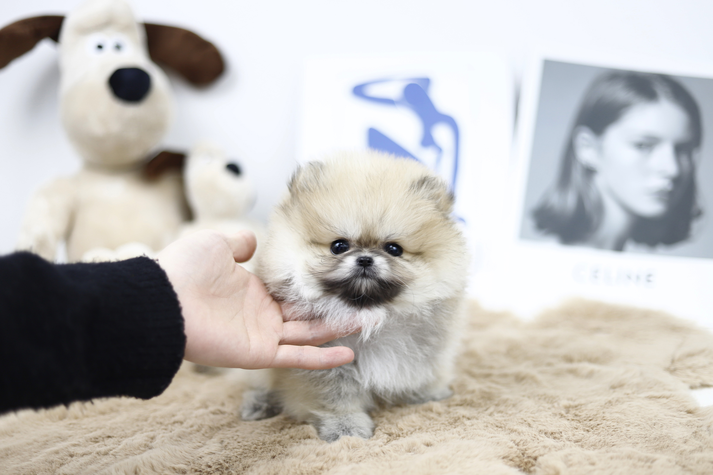 포메라니안(15만원부터)