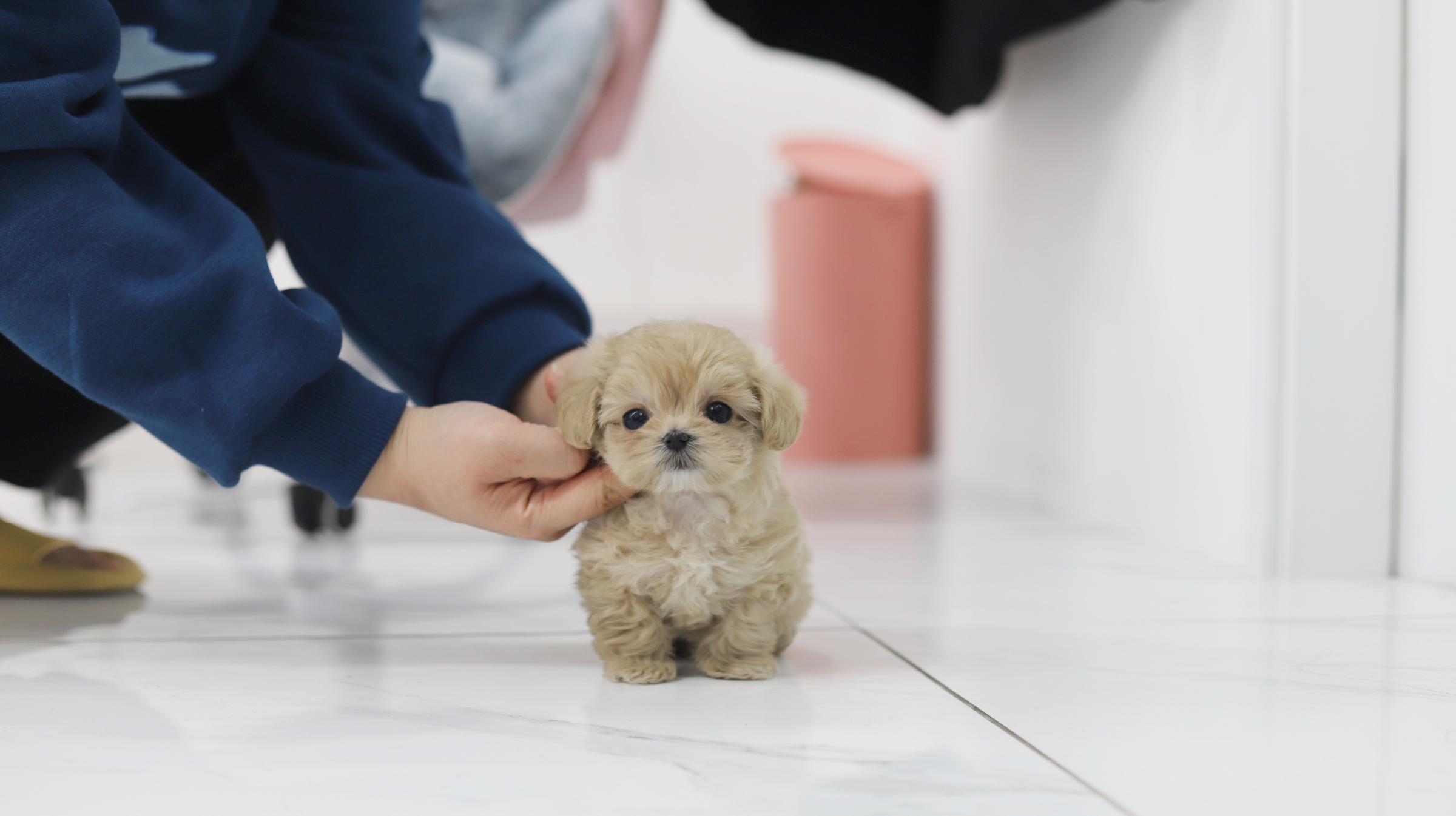 말티푸 왕자님(쿠카)(책임분양)