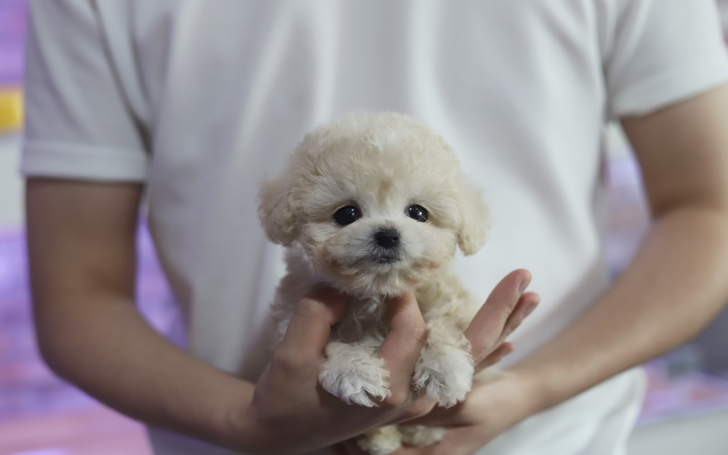 토이푸들분양(15만원부터)