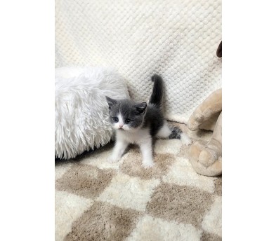 브리티쉬숏헤어 무료분양합니다