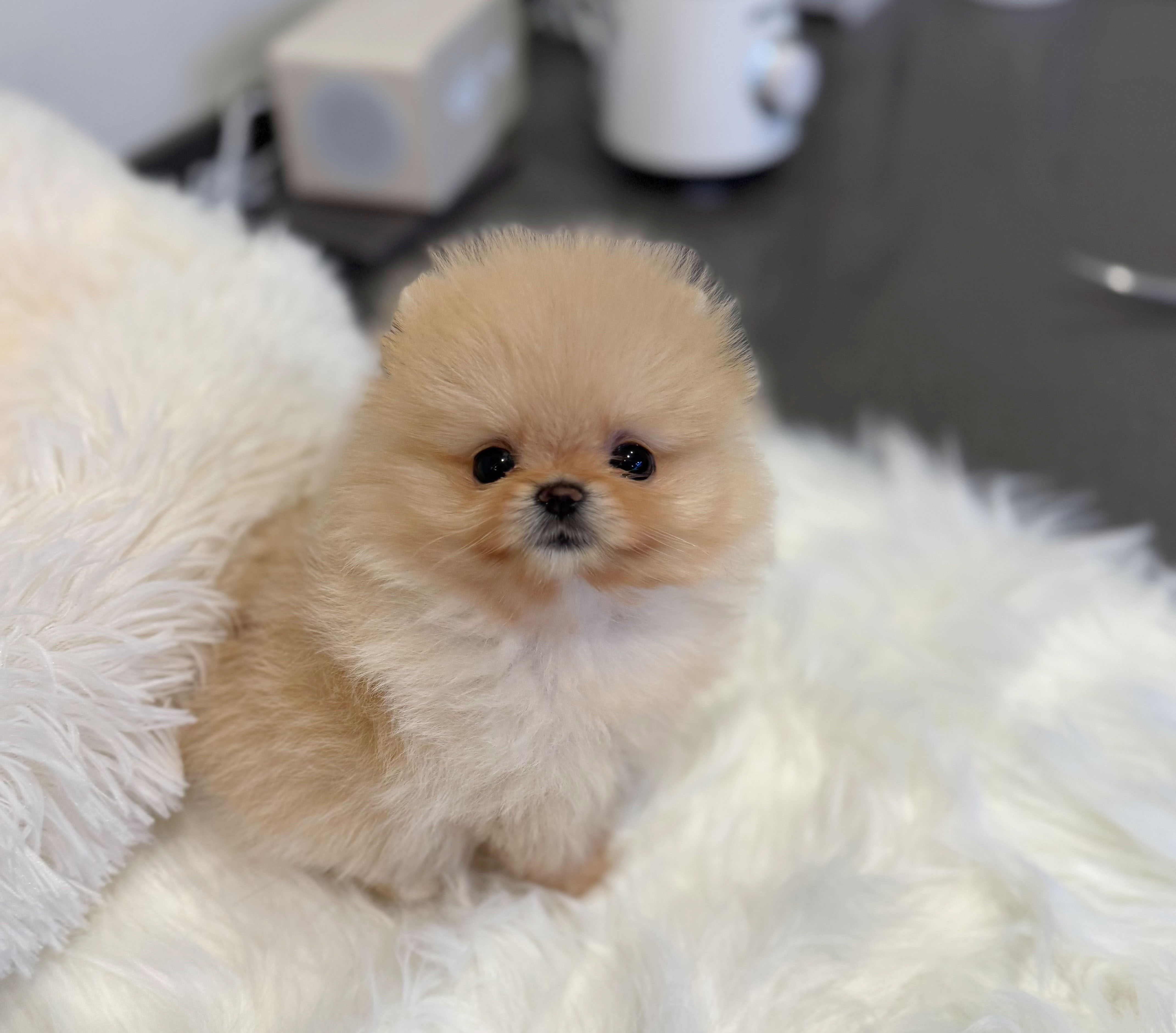 포메라니안 분양합니다