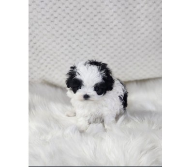 말티푸 분양합니다!