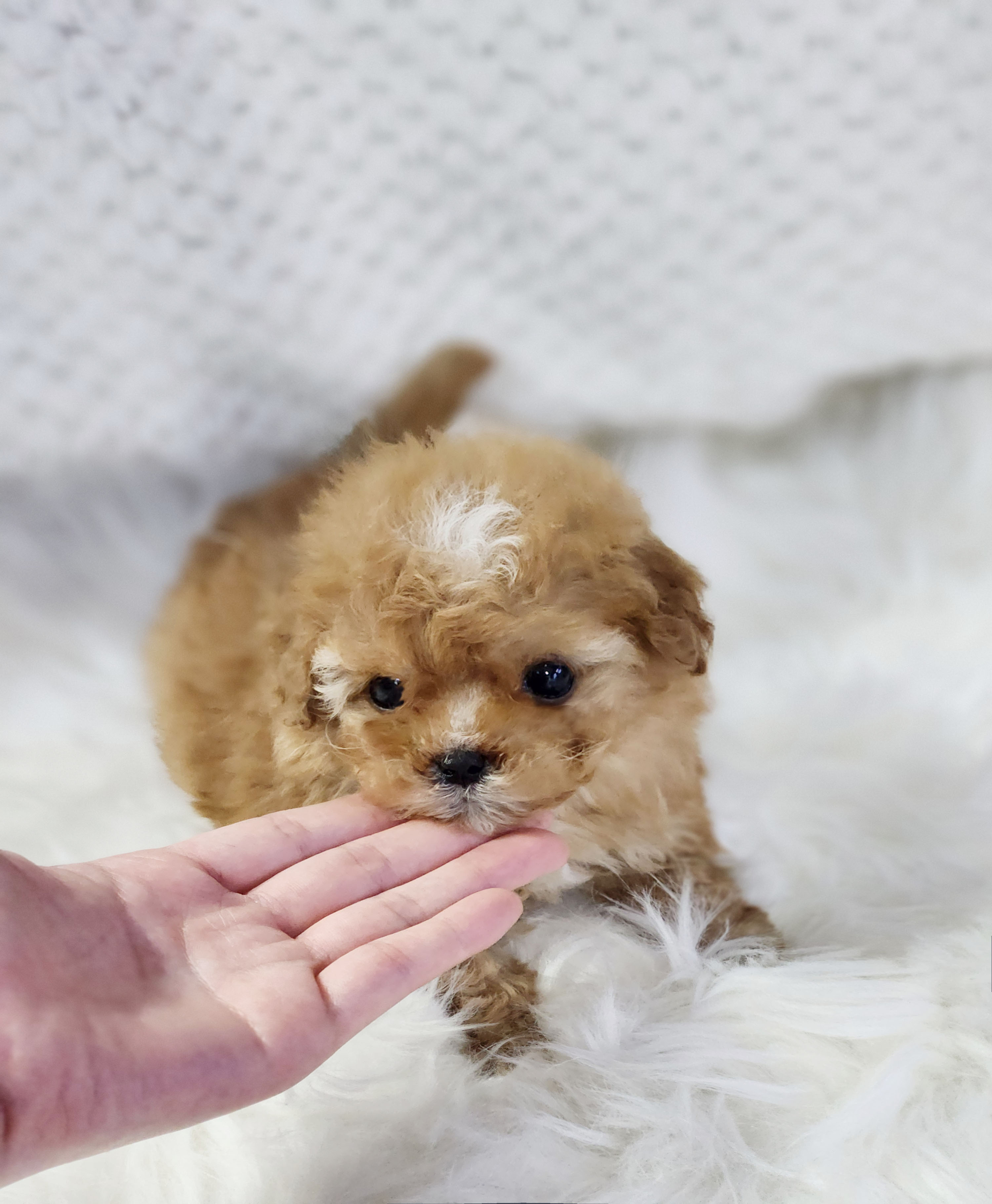 푸들 분양합니다