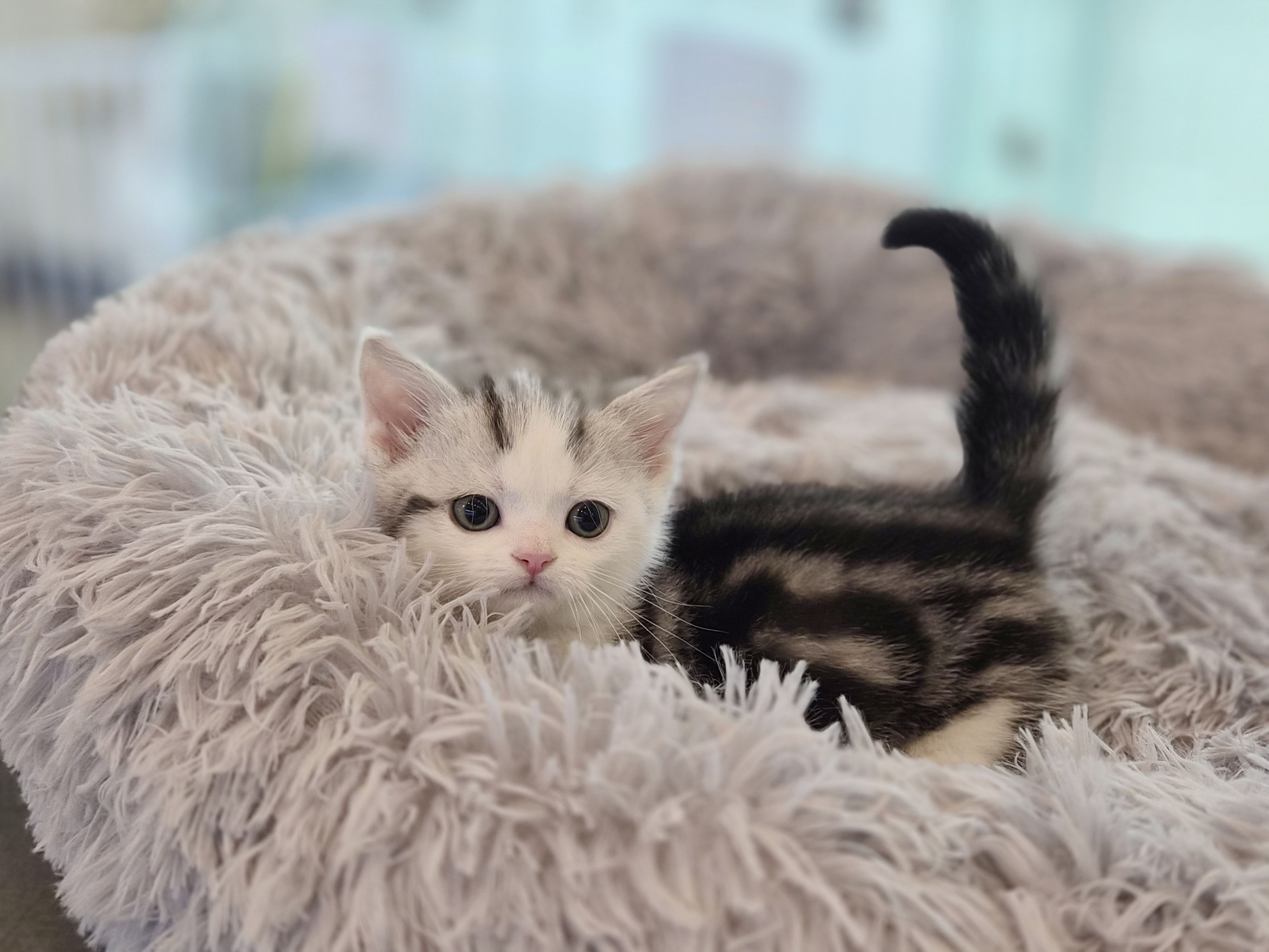 먼치킨 분양합니다!