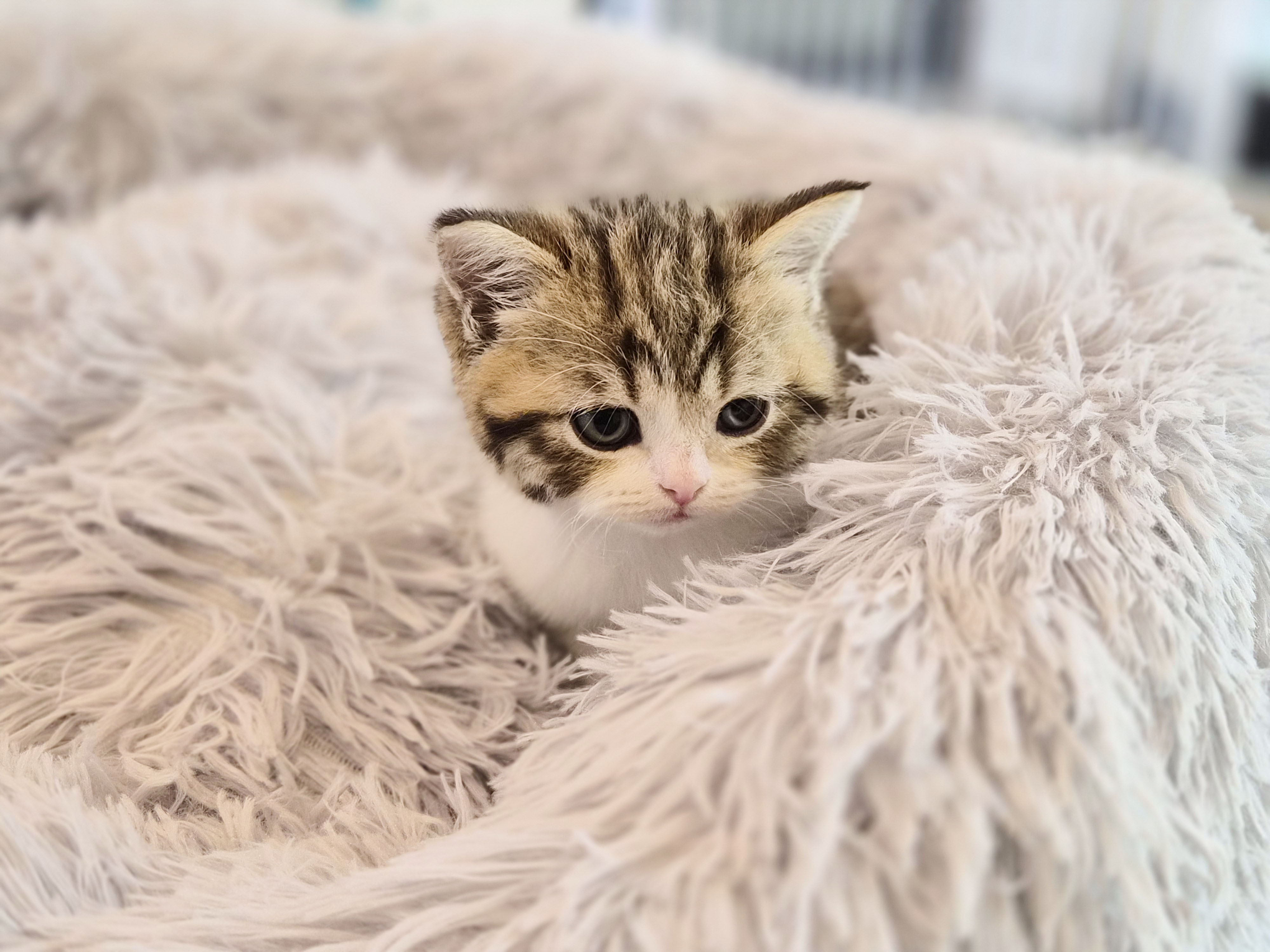 브리티시숏헤어 분양합니다!