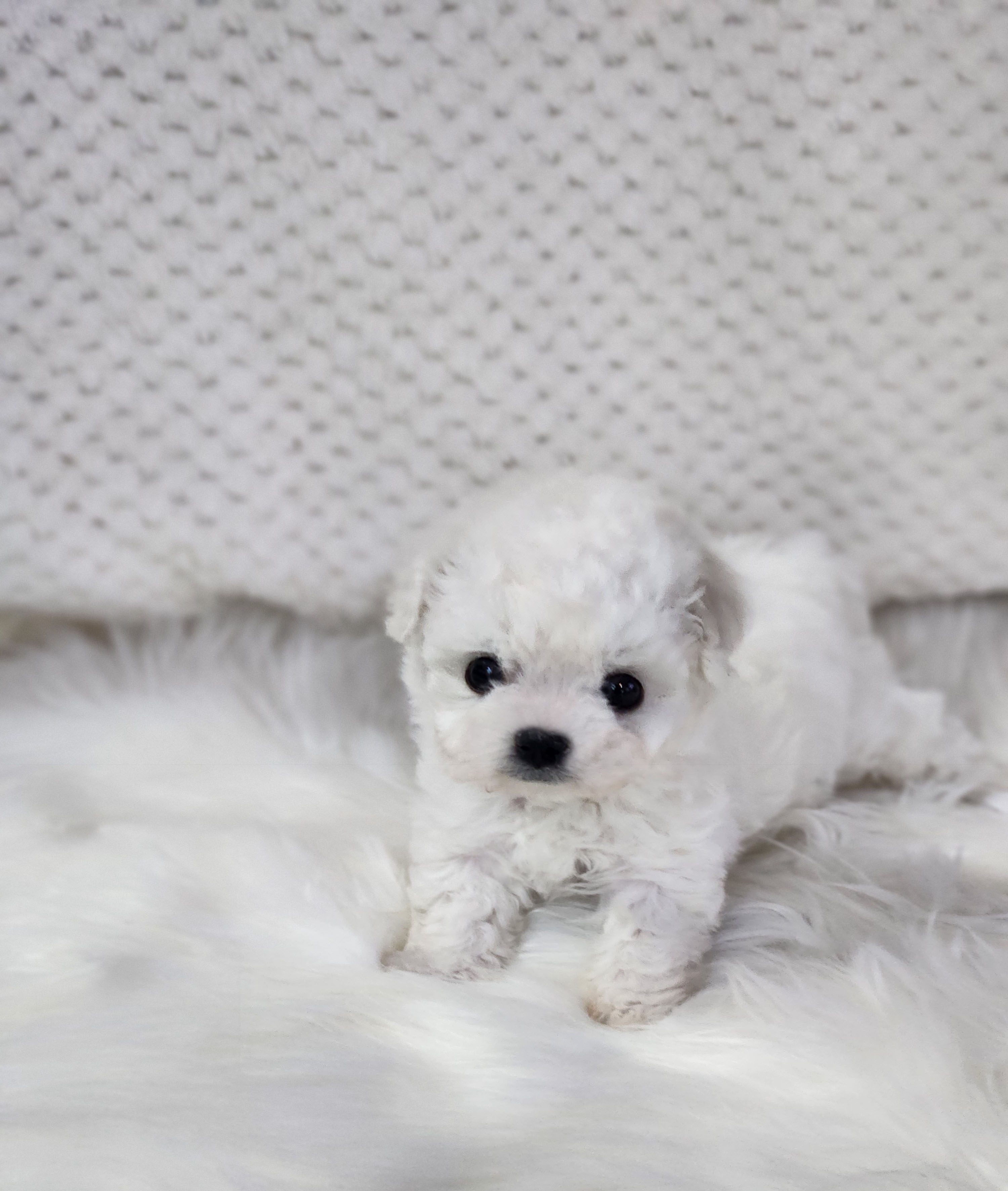 비숑 분양합니다!