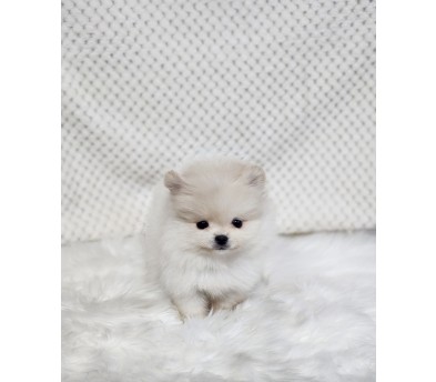 포메라니안 분양합니다!