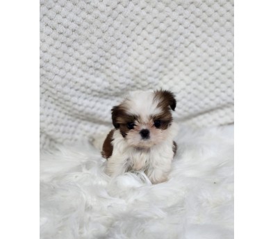 시츄 분양합니다!