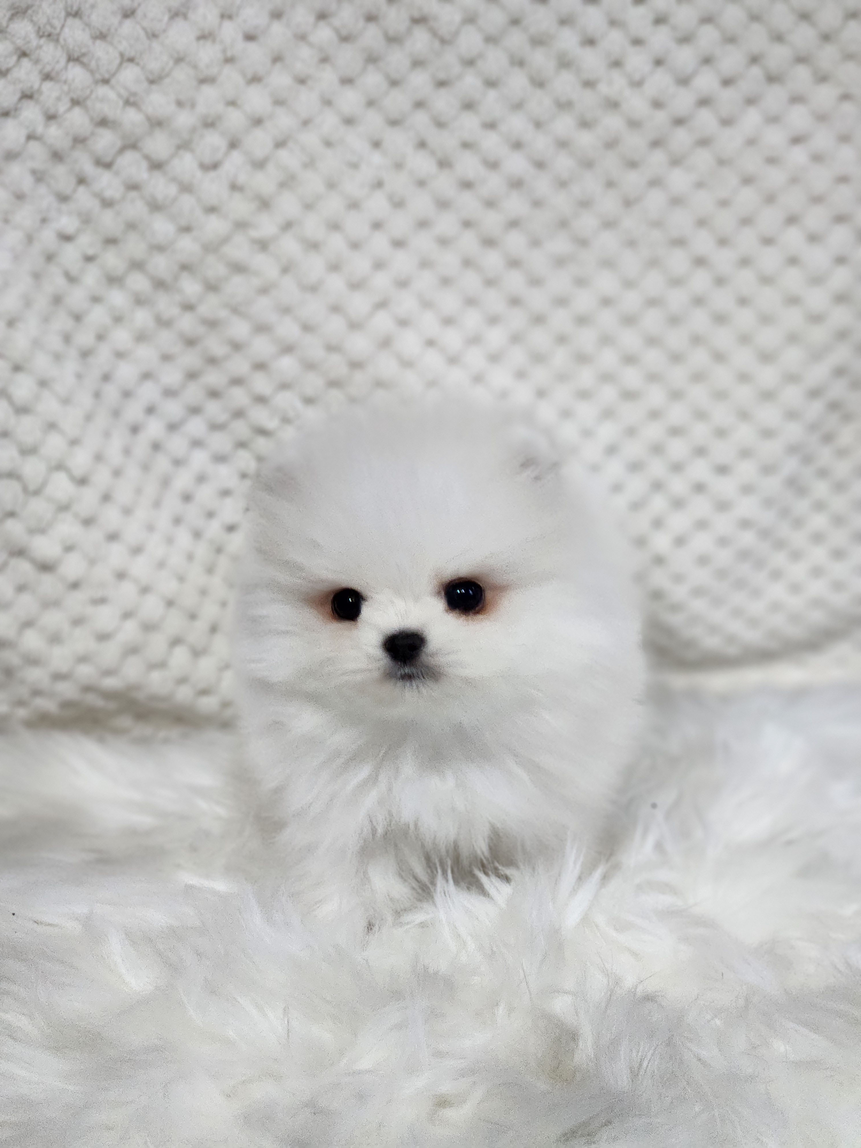 포메라니안 분양합니다!