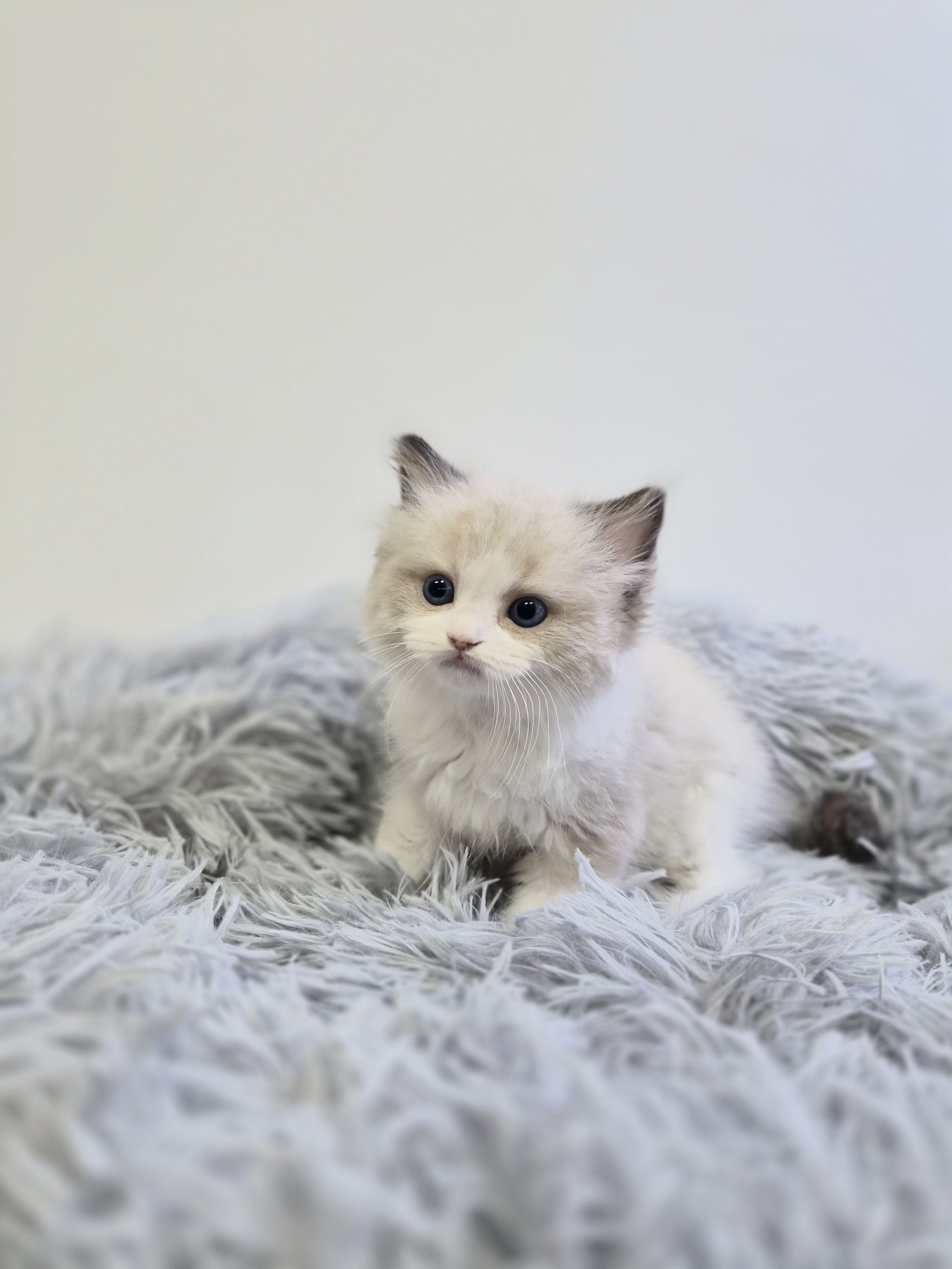 렉돌 분양합니다!